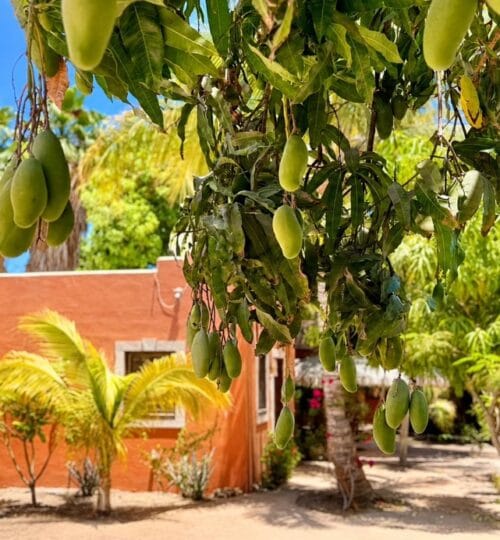 Casa de las Palmas, Davis Street